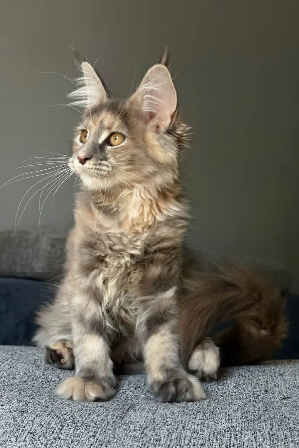 Indie | maine coon kitten