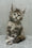 Indie | Maine Coon Kitten