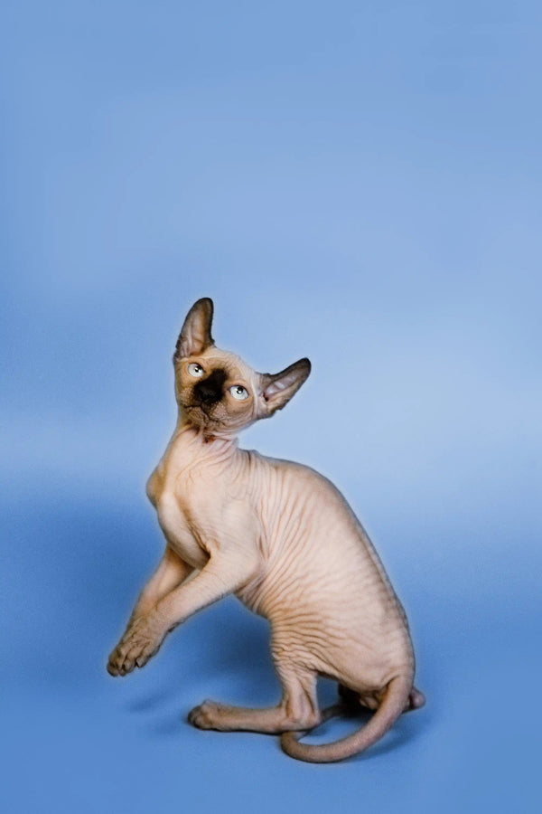 Hairless Sphynx Cats & Kittens for Sale Indigo | Elf Kitten