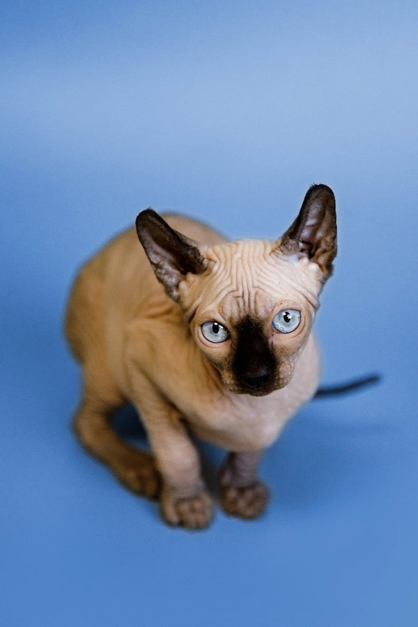 Hairless Sphynx Cats & Kittens for Sale Indigo | Elf Kitten