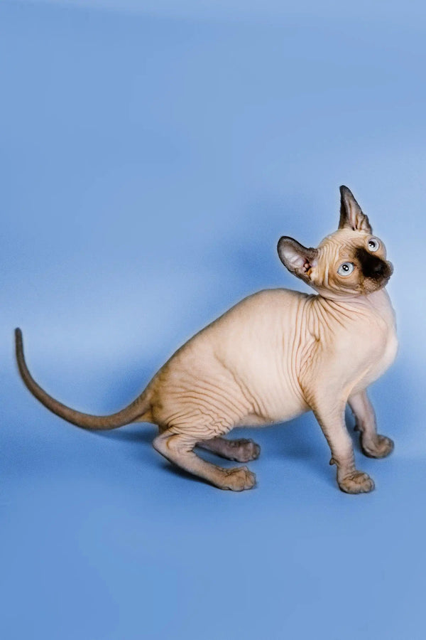 Hairless Sphynx Cats & Kittens for Sale Indigo | Elf Kitten