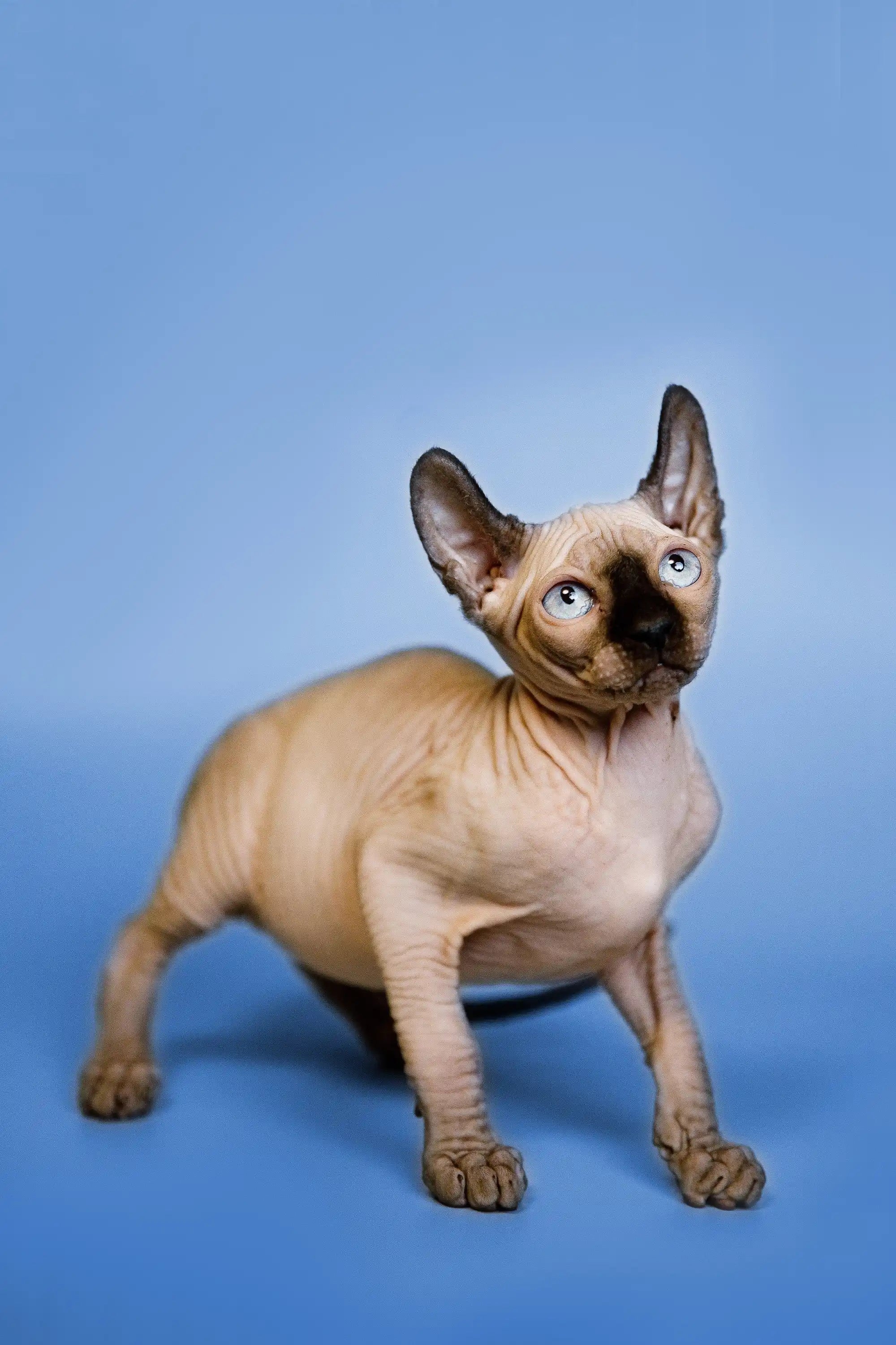 Hairless Sphynx Cats & Kittens for Sale Indigo | Elf Kitten