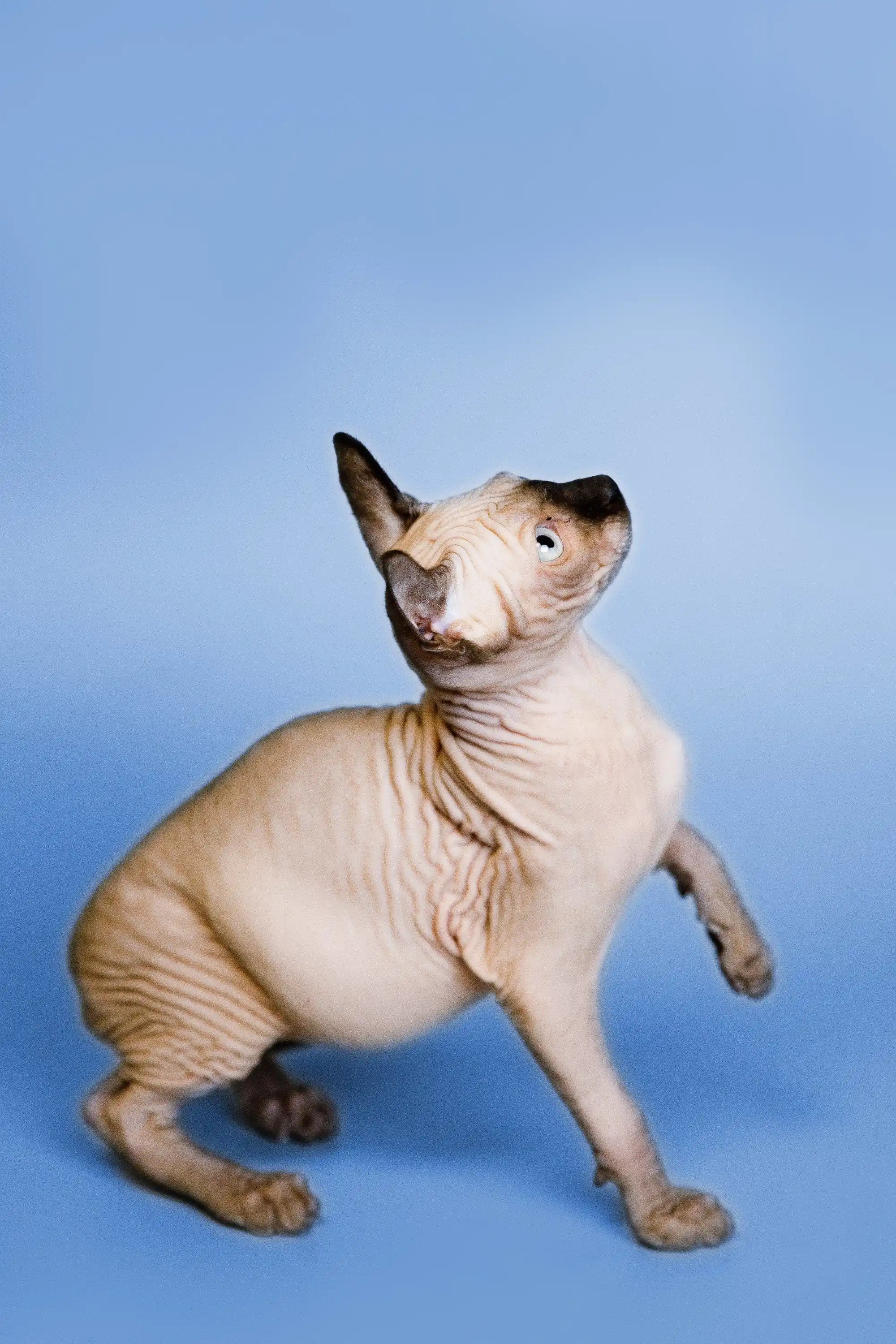 Hairless Sphynx Cats & Kittens for Sale Indigo | Elf Kitten