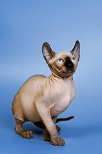 Sphynx Kittens and Cats for sale TICA Indigo Sphynx Cat Breeder