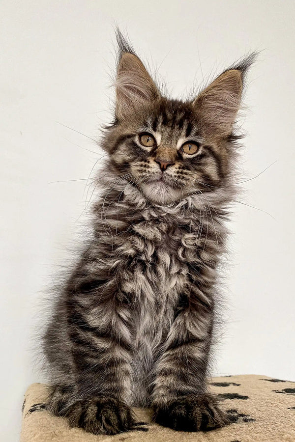 Fluffy Maine Coon kitten with ear tufts and a curious look, perfect for pet lovers