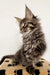 Fluffy Maine Coon kitten named Indigo with ear tufts and long whiskers