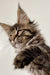 Adorable Maine Coon kitten with fluffy fur and cute ear tufts in Indigo collection