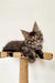 Fluffy Maine Coon kitten lounging on a cat tree perch, looking super comfy