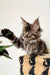 Fluffy Maine Coon kitten with tufted ears playfully reaching out with a paw