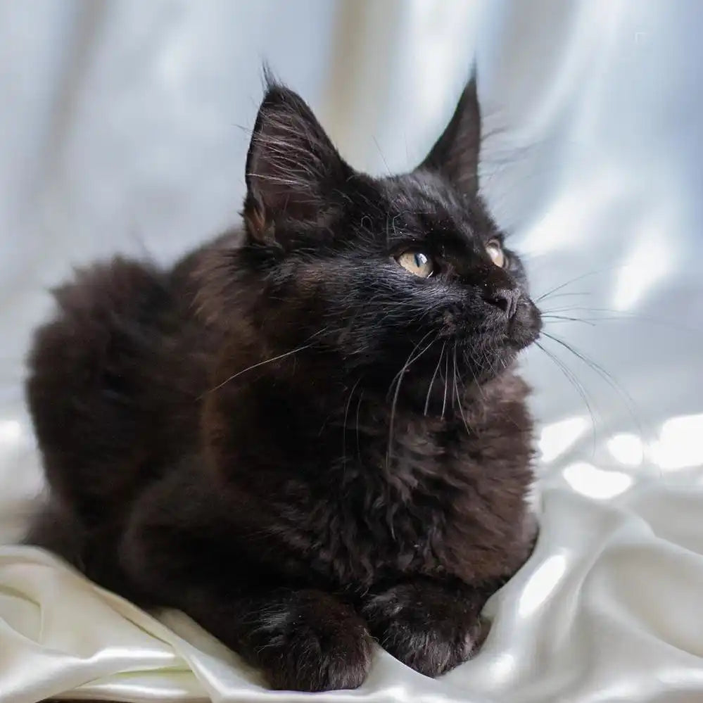 Maine Coon Kittens for Sale Indigo | Kitten