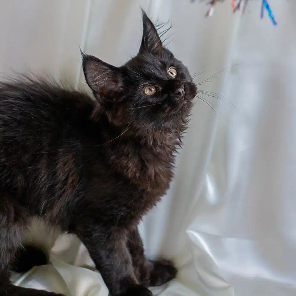 Maine Coon Kittens for Sale Indigo | Kitten