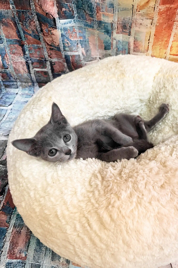 Indigo | russian blue kitten