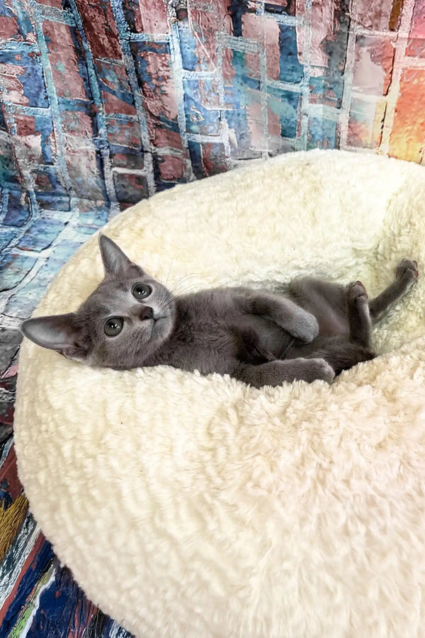 Indigo | russian blue kitten
