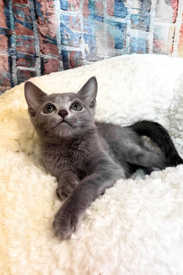 Indigo | russian blue kitten