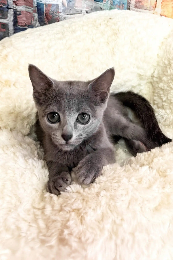 Indigo | russian blue kitten