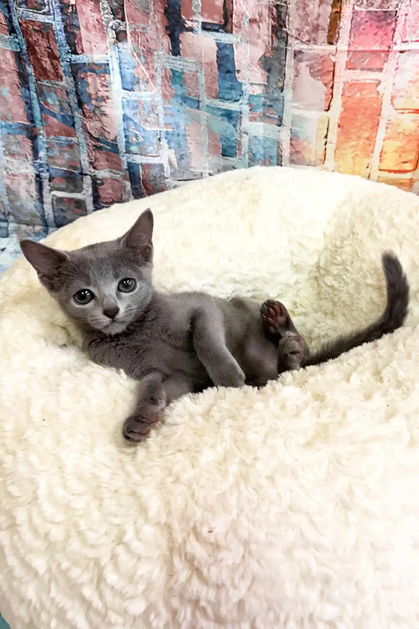 Indigo | russian blue kitten