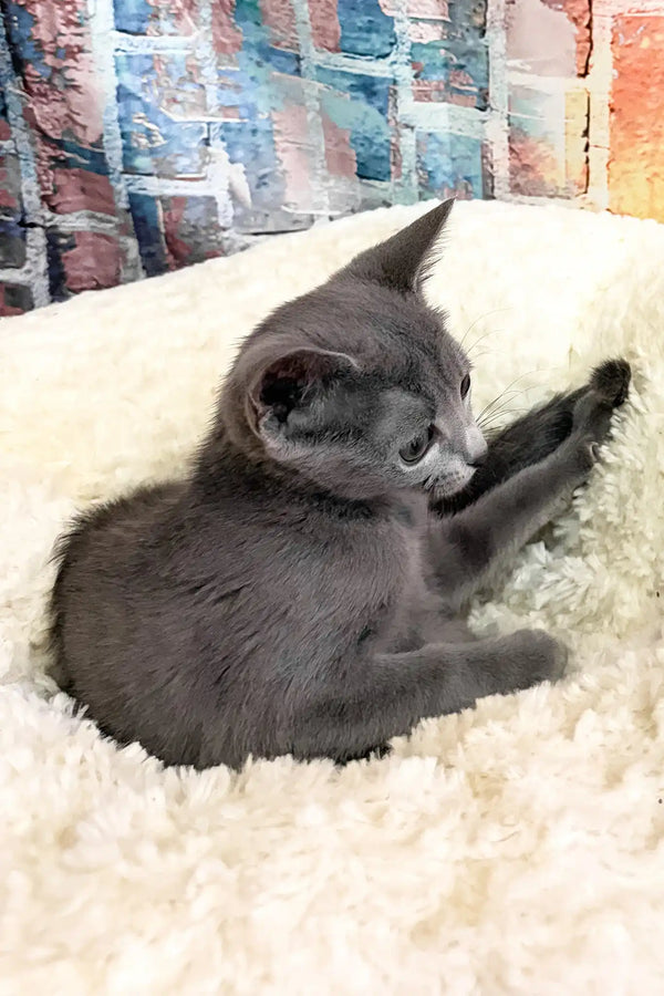 Indigo | russian blue kitten