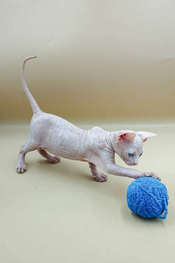 Hairless Indigo Sphynx Kitten stretching towards a cute blue yarn ball