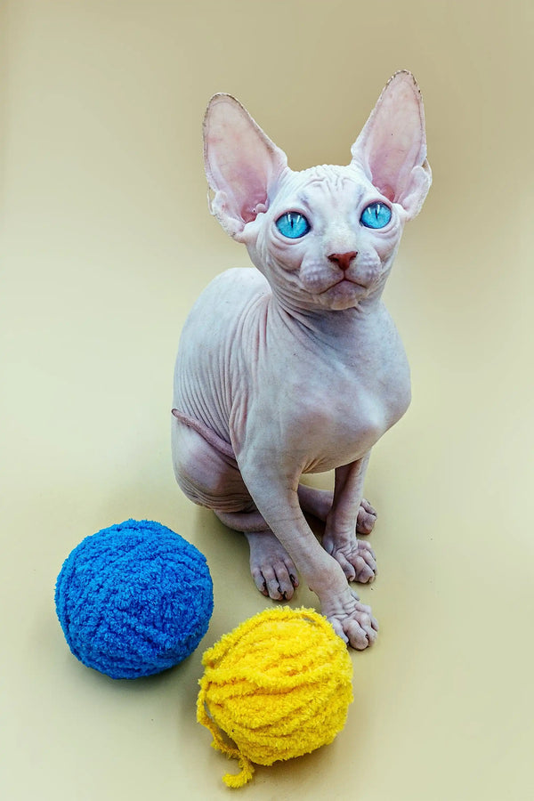 Sphynx Kitten Indigo with blue eyes chilling next to blue and yellow yarn balls