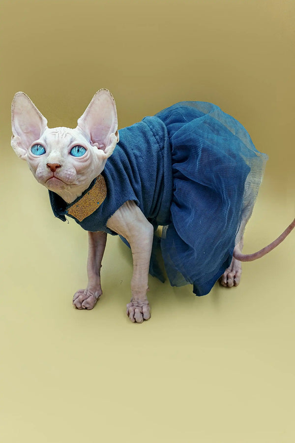 Hairless Sphynx kitten in a cute blue tutu dress, perfect for pet lovers
