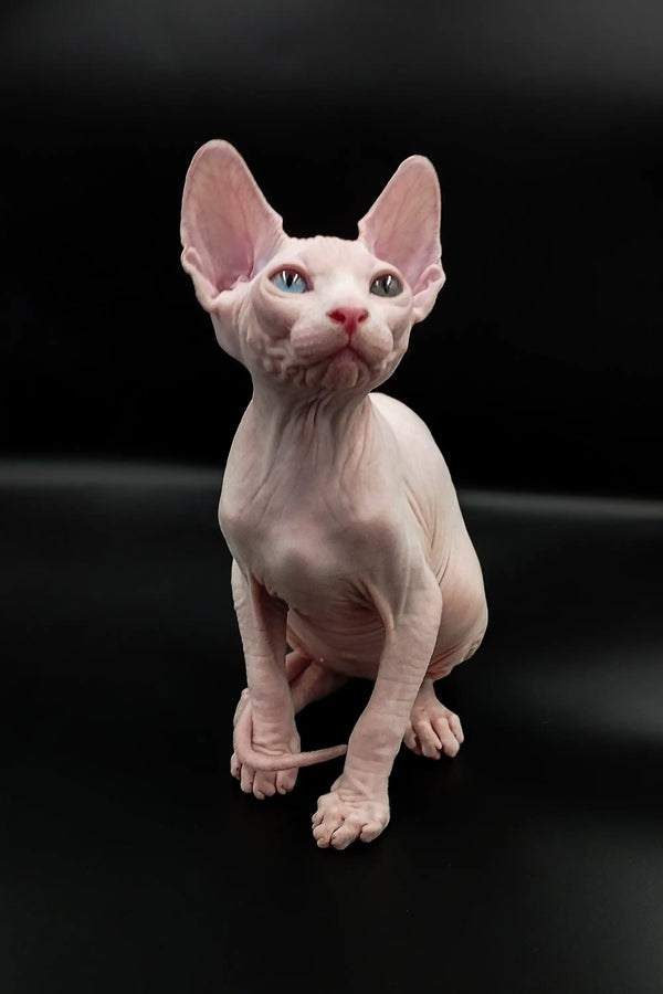 Cute Hairless Sphynx Kitten with big ears and wrinkled pink skin, Indigo Sphynx