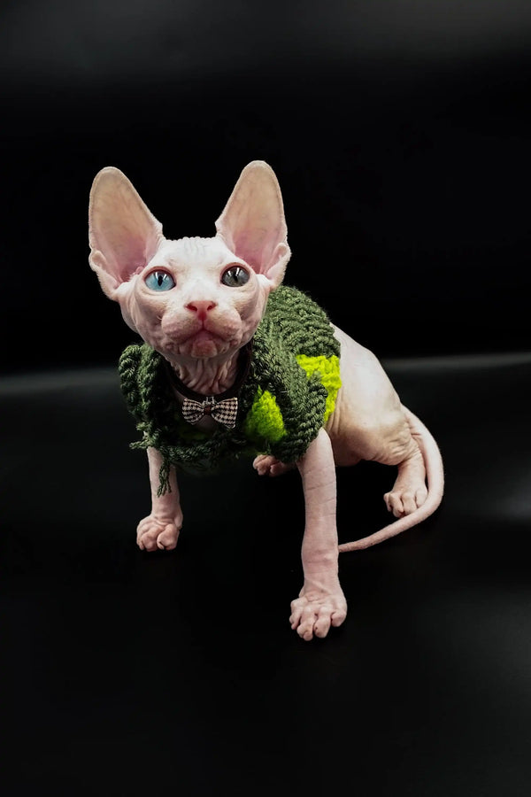 Adorable Indigo Sphynx Kitten in a green sweater and bow tie, super stylish look!