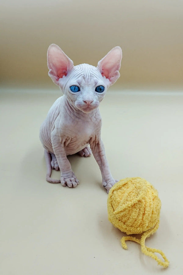 Cute Indigo Sphynx kitten with big ears and blue eyes by a yellow yarn ball