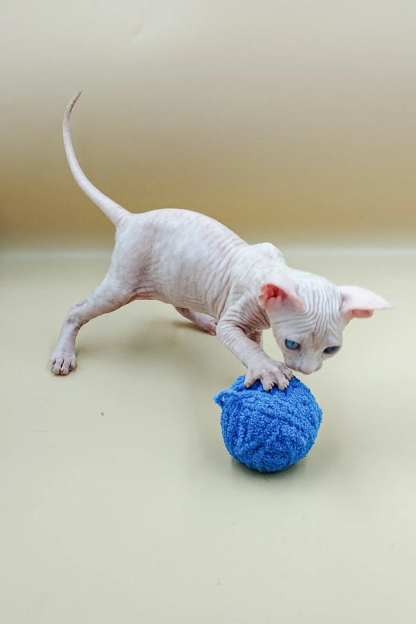 Hairless white Indigo Sphynx kitten happily playing with a blue yarn ball
