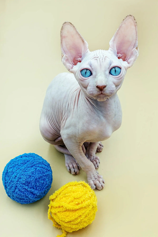Hairless Canadian Sphynx kitten with blue eyes playing by blue and yellow yarn balls