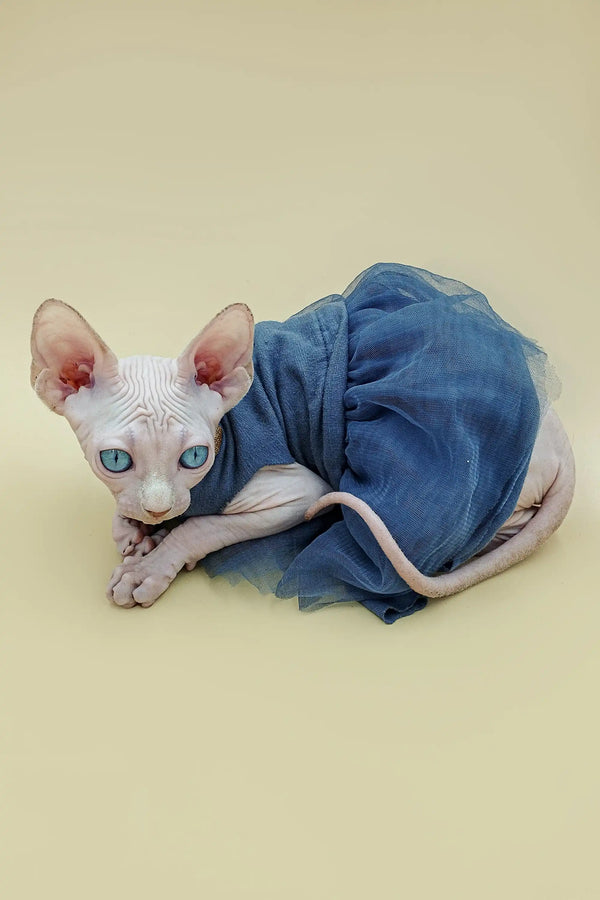 Hairless Canadian Sphynx kitten in a cute blue wrap showcasing Indigo style