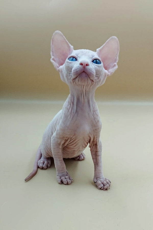 Hairless Sphynx kitten Indigo with big ears and bright blue eyes