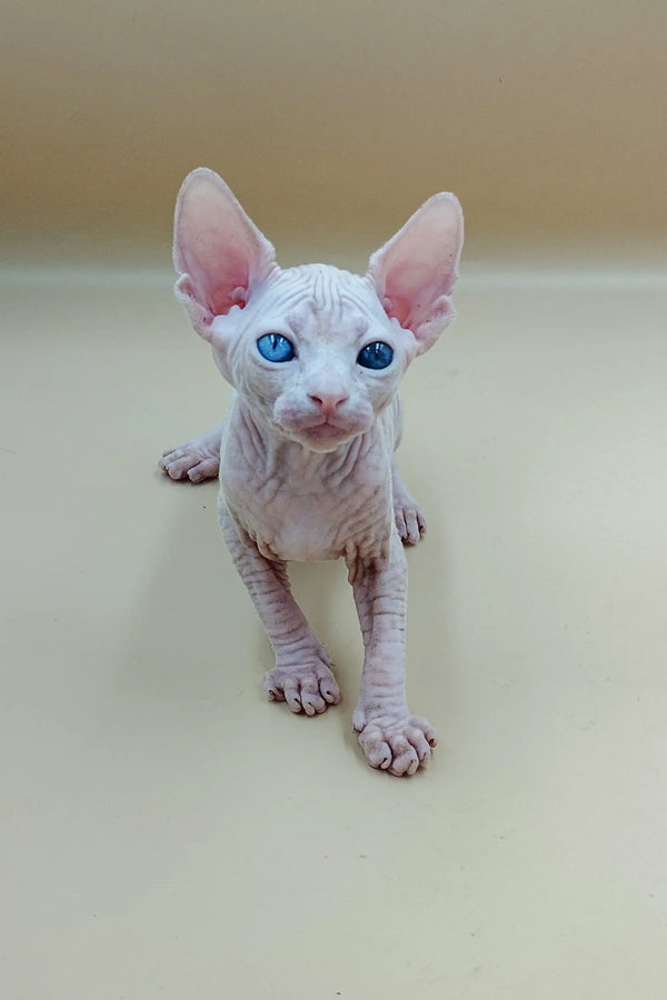 Adorable Indigo Sphynx kitten with blue eyes and big ears ready for a loving home