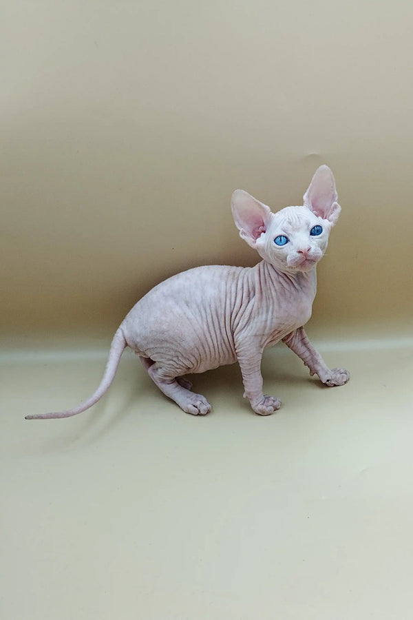Adorable Indigo Sphynx kitten with striking blue eyes and a playful personality