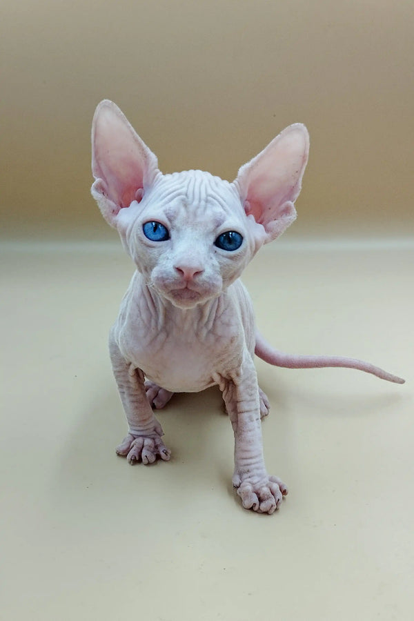 Adorable Indigo Sphynx kitten with big ears and stunning blue eyes