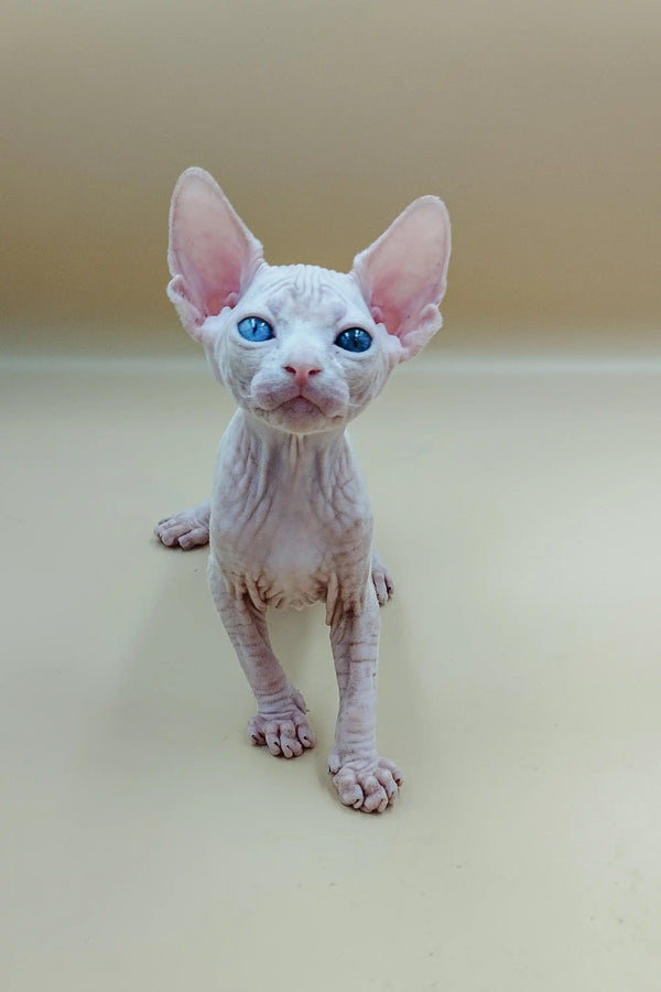 Adorable Indigo Sphynx Kitten with big ears and bright blue eyes