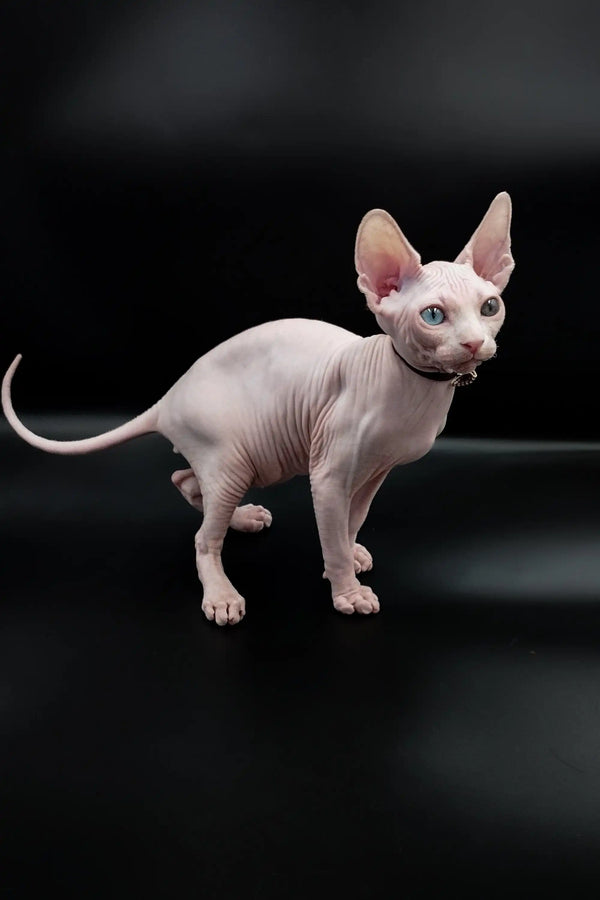 Cute Indigo Sphynx Kitten with big ears and smooth pink skin. Perfect pet choice!