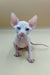 Adorable Indigo Sphynx Kitten with blue eyes and big ears ready for cuddles