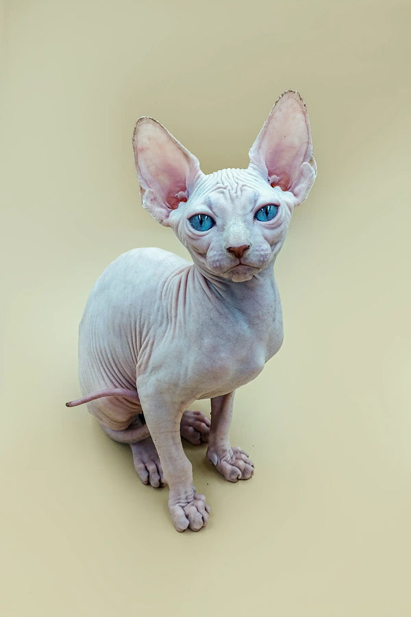 Hairless Sphynx kitten with blue eyes and big ears, perfect for pet lovers everywhere