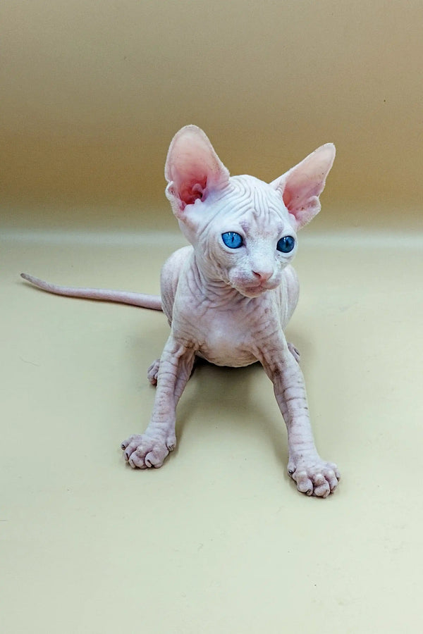 Adorable Indigo Sphynx kitten with blue eyes sitting cutely on a surface