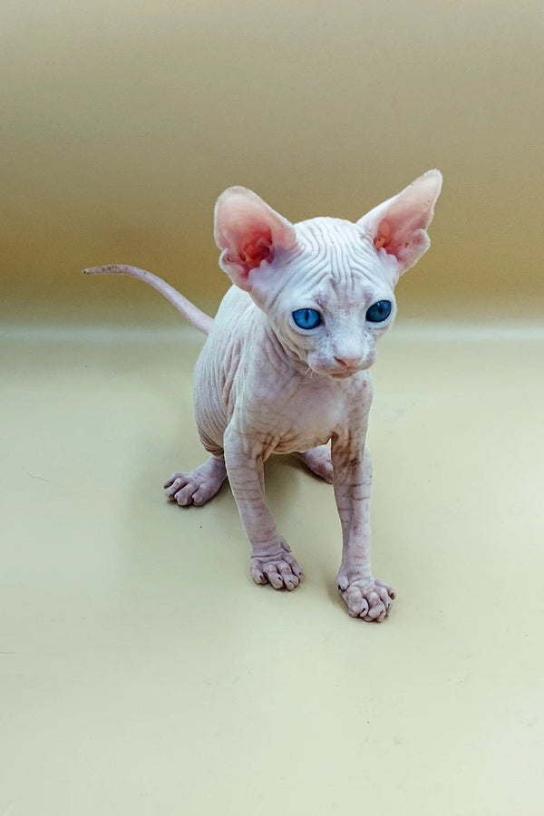 Adorable Indigo Sphynx kitten with blue eyes and pink skin, perfect for cat lovers