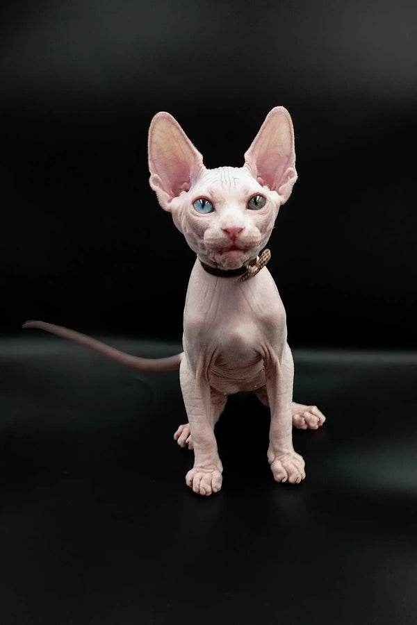 Adorable Indigo Sphynx kitten with large ears and pink skin sitting upright