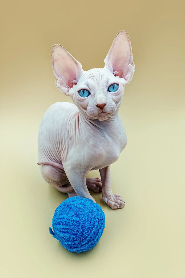 Hairless Canadian Sphynx kitten with blue eyes next to a blue yarn ball