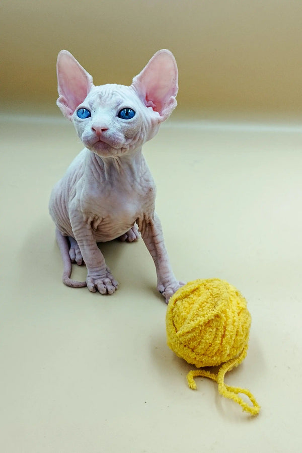 Cute Indigo Sphynx Kitten with big ears and blue eyes next to a yellow yarn ball