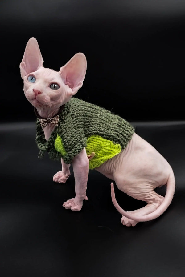 Hairless Indigo Sphynx Kitten in a cozy green knitted sweater