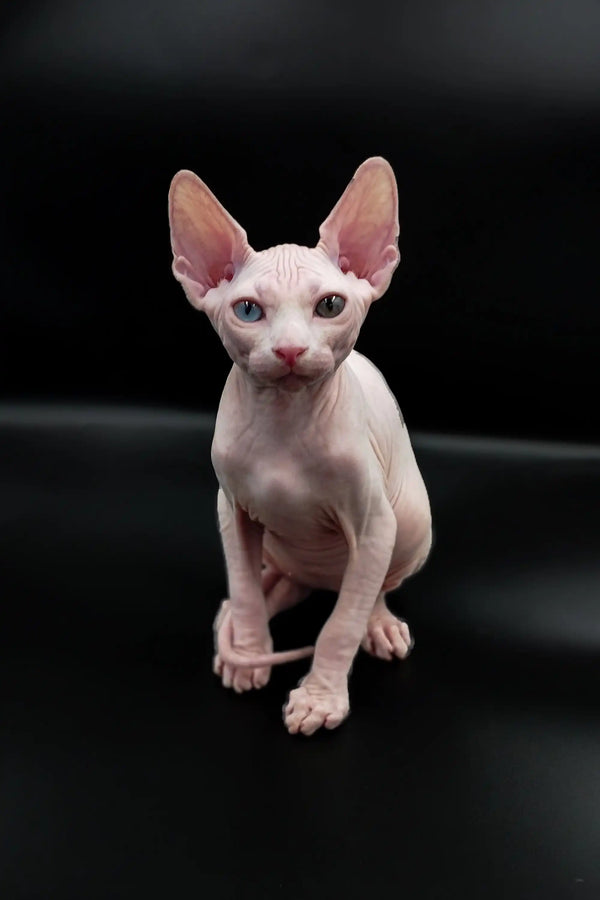 Adorable Indigo Sphynx Kitten with big ears and soft pale pink skin