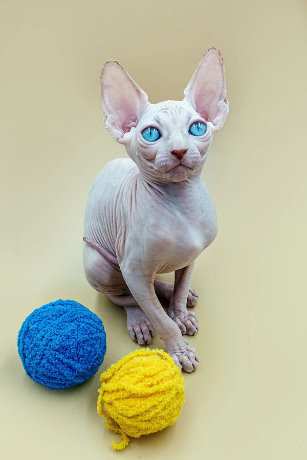 Adorable Sphynx Kitten with blue eyes lounging by blue and yellow yarn balls