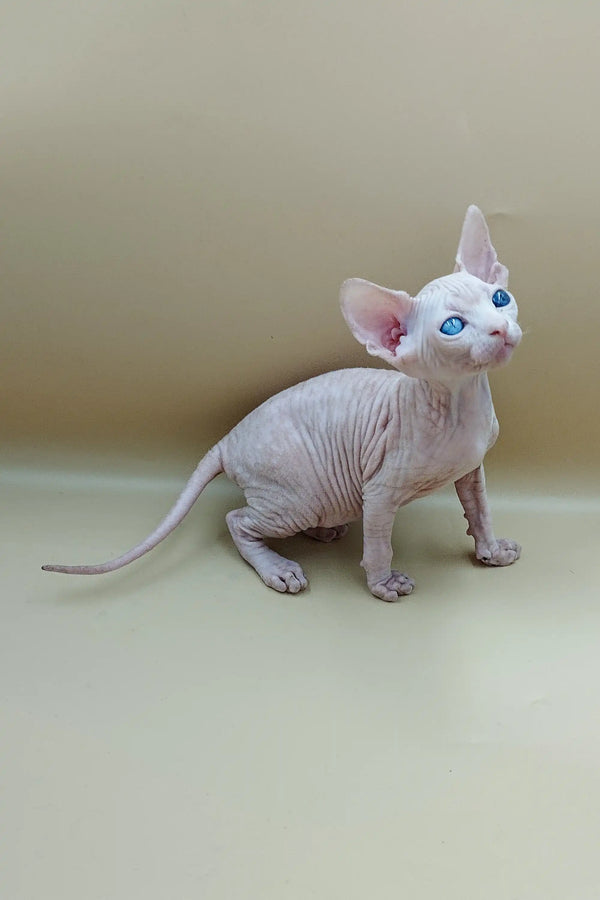 Adorable Indigo Sphynx kitten with bright blue eyes sitting upright