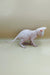 Adorable Indigo Sphynx Kitten with wrinkled skin and big ears, ready for cuddles