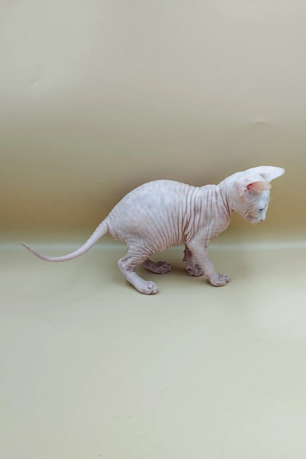 Adorable Indigo Sphynx Kitten with wrinkled skin and big ears, ready for cuddles