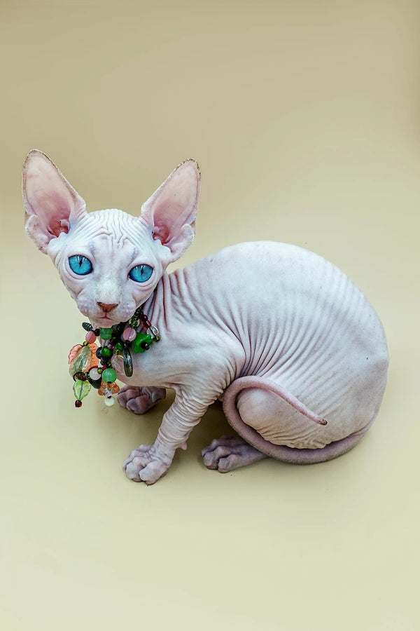 Adorable Hairless Sphynx kitten with bright blue eyes in a floral collar for Indigo